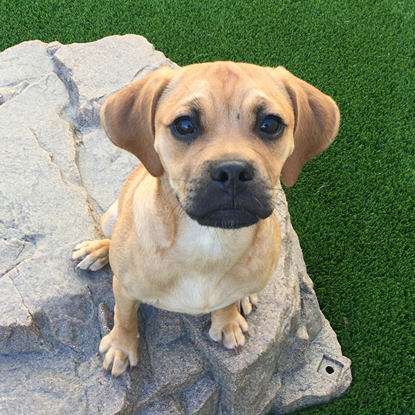 Best places to board a dog near me new arrivals