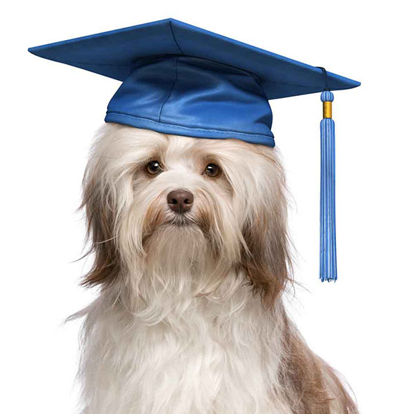 Doggy Graduate