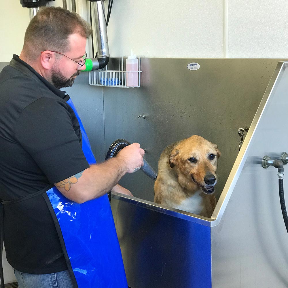 self bathing dog places